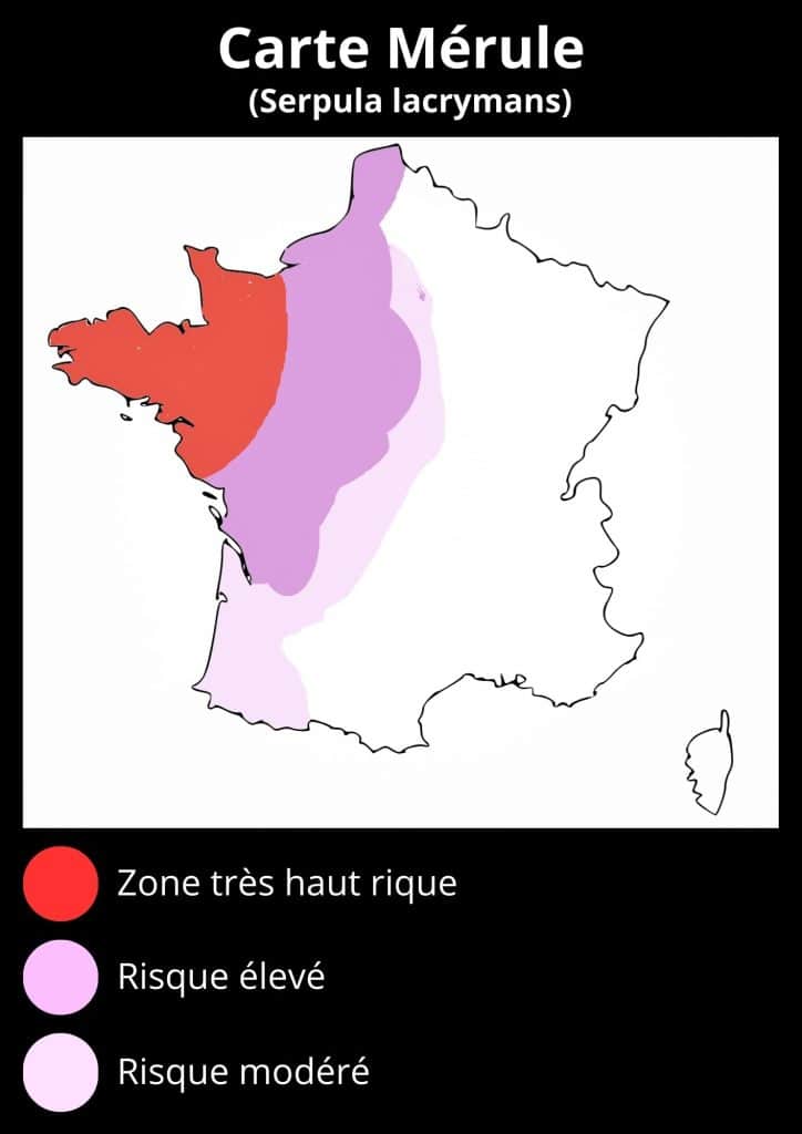 Carte mérule 2025, Serpula lacrymans
Bretagne haut risque,  mérule des maisons, champignon des charpentes