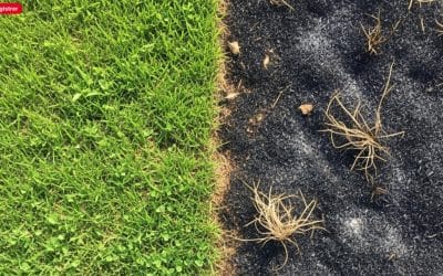 Le Chlorate de Soude est-il Encore un Désherbant Efficace et Légal pour Votre Jardin en 2025 ?