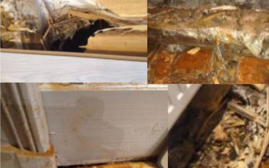 Comment reconnaître, dépister et traiter la mérule en Bretagne ?