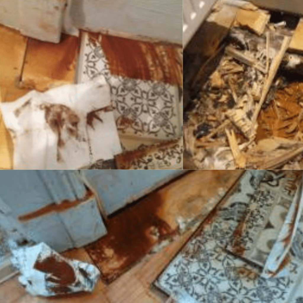 Merule parquet joints, cas extreme, traitement urgence mérule